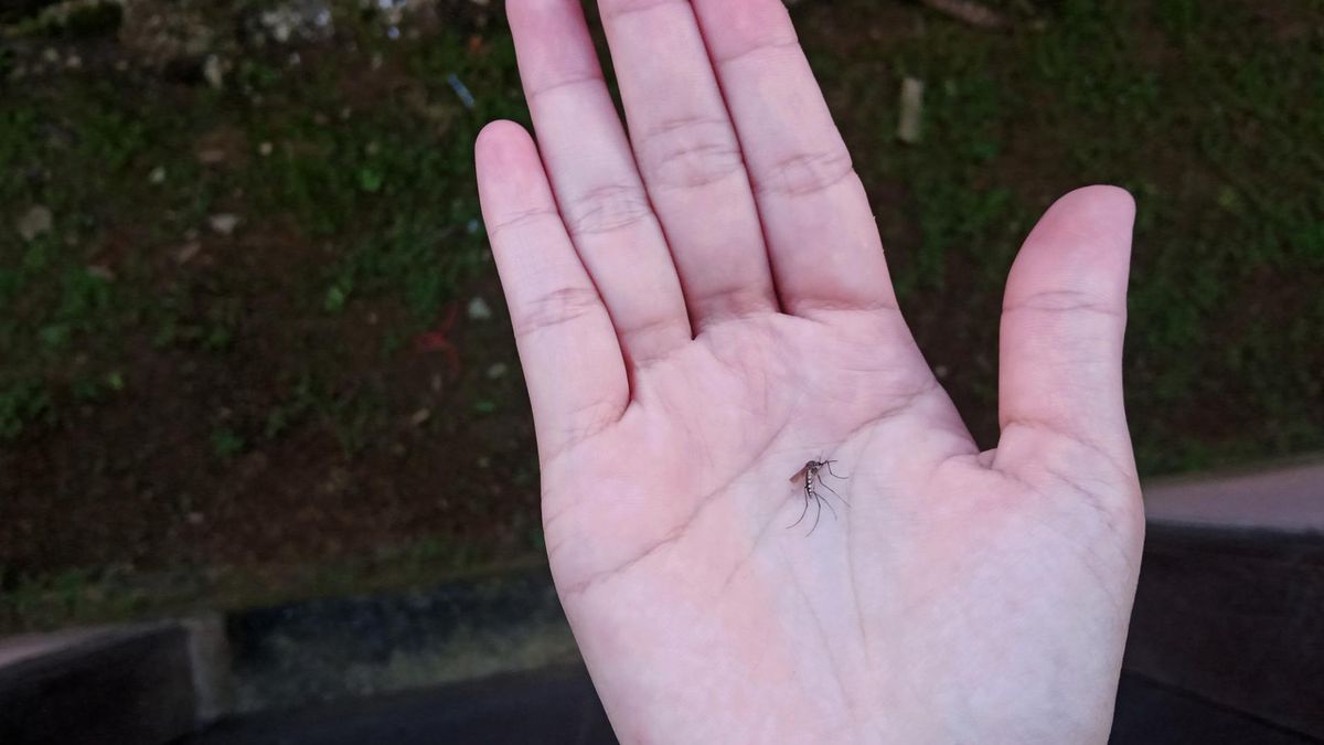 Jeśli prześladują cię komary, warto zmienić mydło. Tego zapachu po prostu nie tolerują