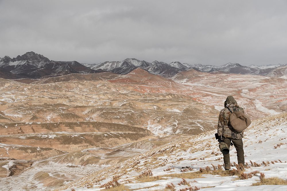 Vincent Munier wytropił i sfotografował niezwykle rzadkiego irbisa śnieżnego. Zobaczcie, jak powstały jego zdjęcia 7