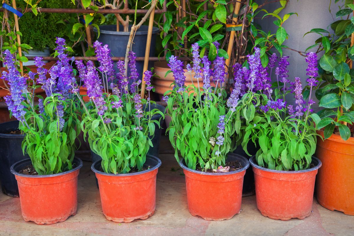 Lavender in pots.