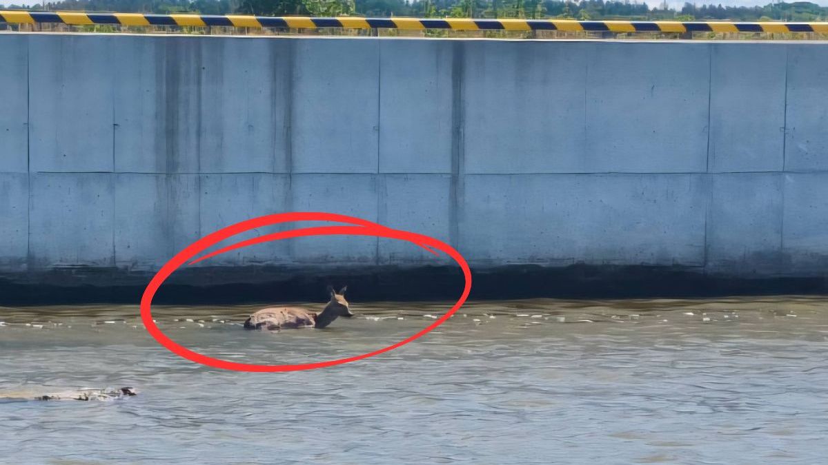 Wzruszająca akcja ratunkowa pod Elblągiem