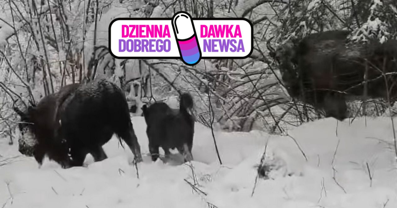 "Piękna rodzinka". Wideo z Bieszczadów robi furorę