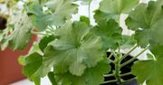 Podlewam pelargonie. Szybko budzą się po zimie i obsypują kwiatami