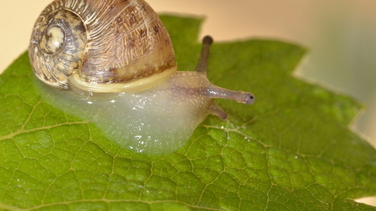 Jad żmii i śluz ślimaka mają zbawienny wpływ na skórę