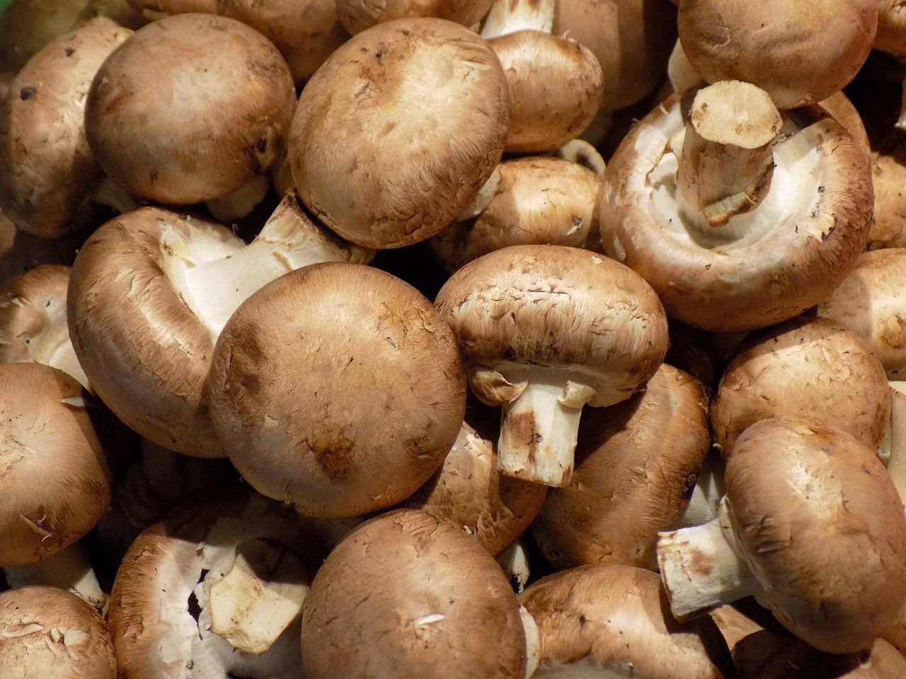 Mushrooms - tasty and nutritious, yet still underrated