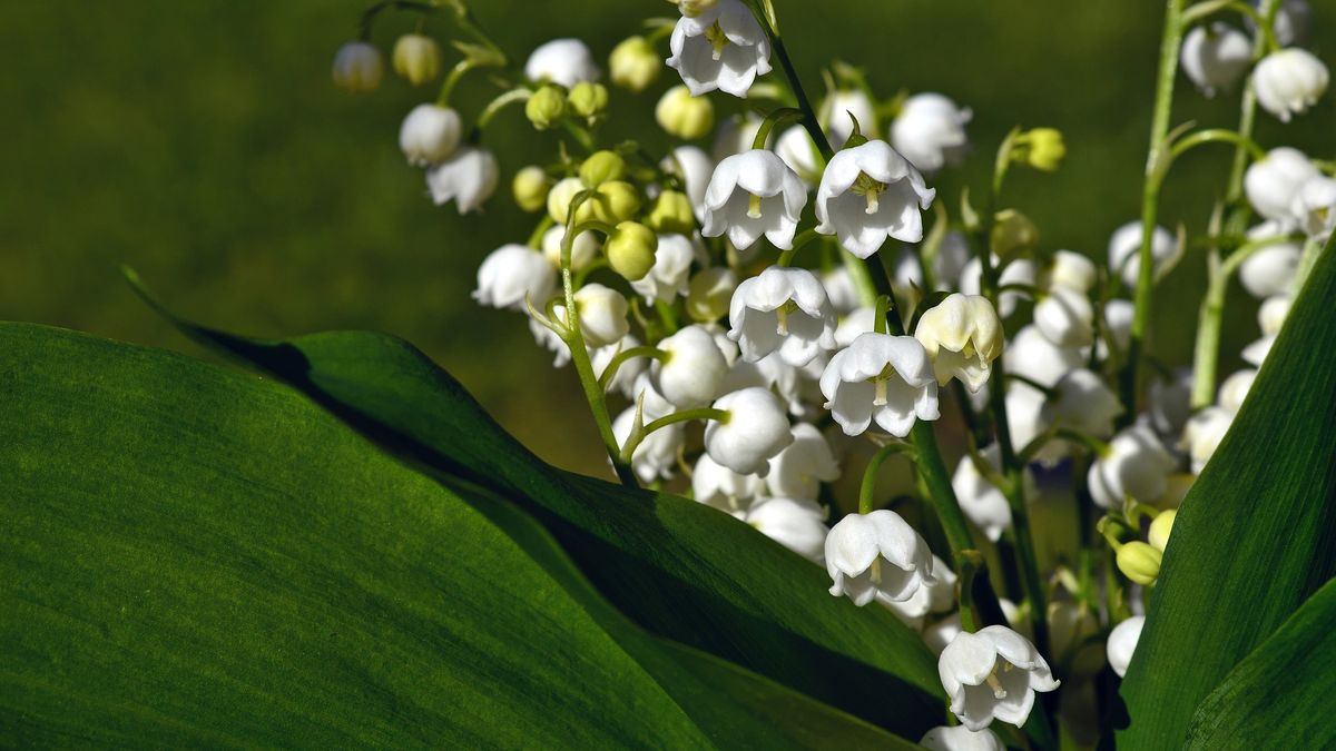 16-latka przez pomyłkę napiła się wody, w której wcześniej stały konwalie.