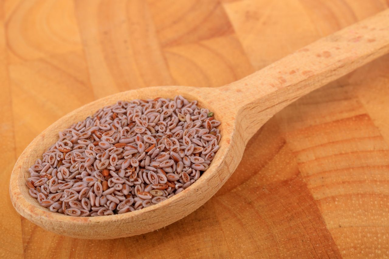 Babka jajowata – właściwości, przeciwwskazania, jak stosować nasiona i łuski