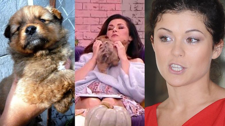 Katarzyna Cichopek została obsikana przez pieska w śniadaniówce