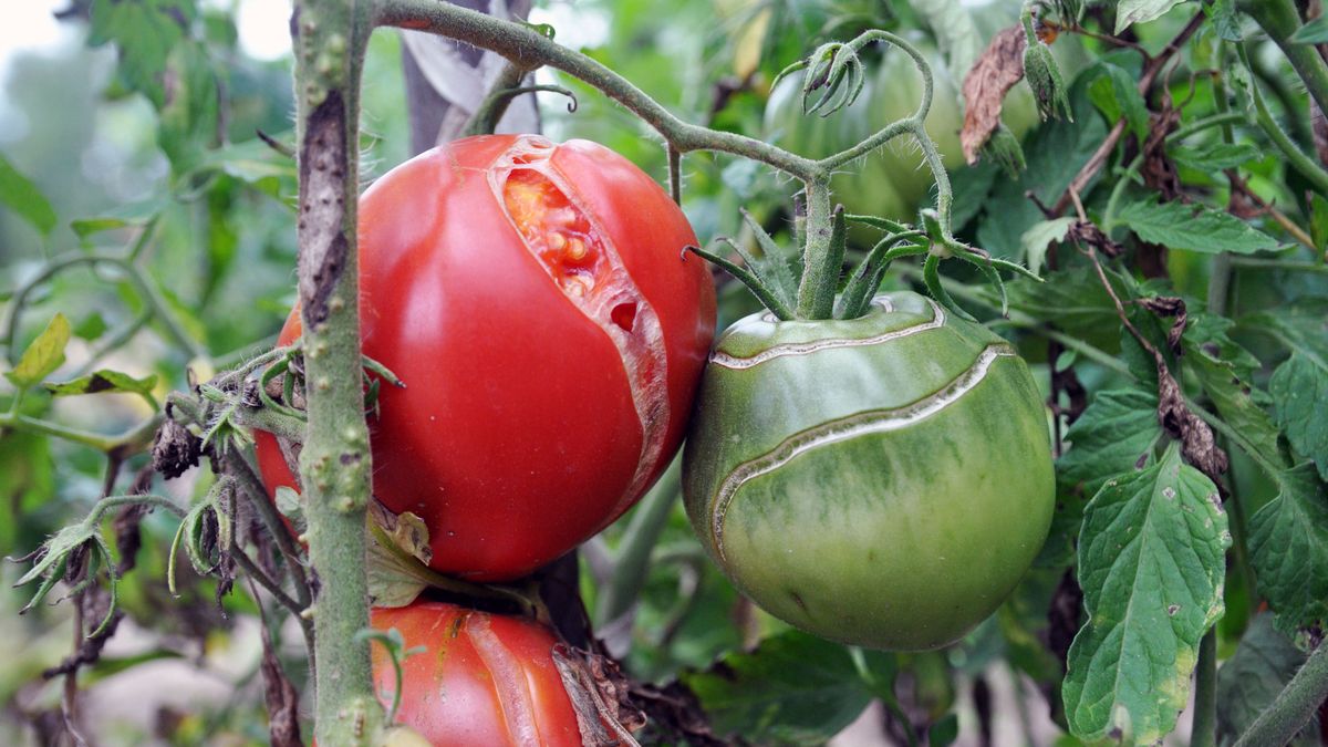 Pękające pomidory to częsty problem w wielu ogródkach