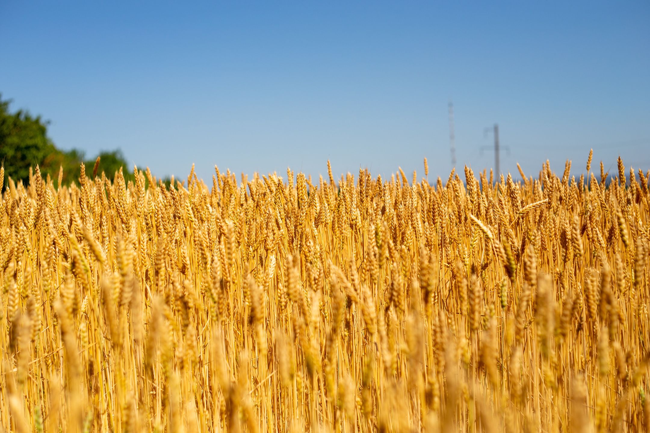 Scenic view of wheat field against clear blue sky,Ukraine
Alexander Ovcharenko / 500px
