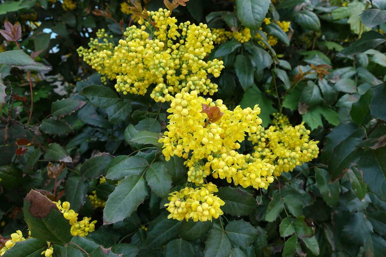 Mahonia pospolita w maju