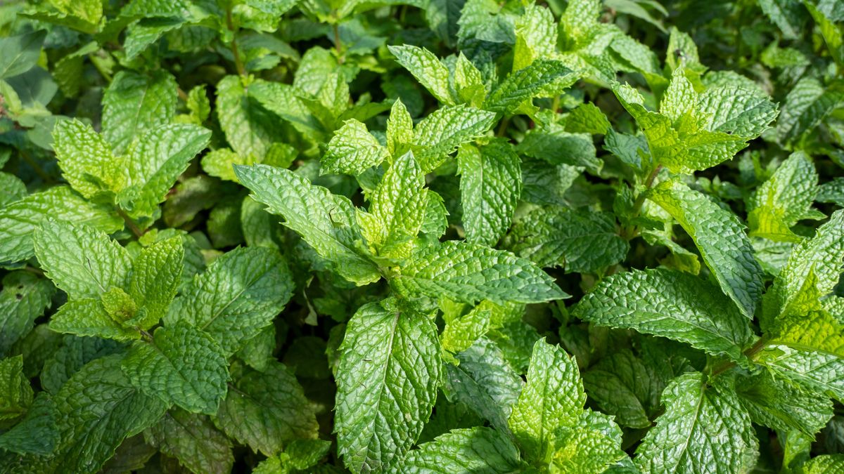 To zioło można uprawiać nawet na balkonie.