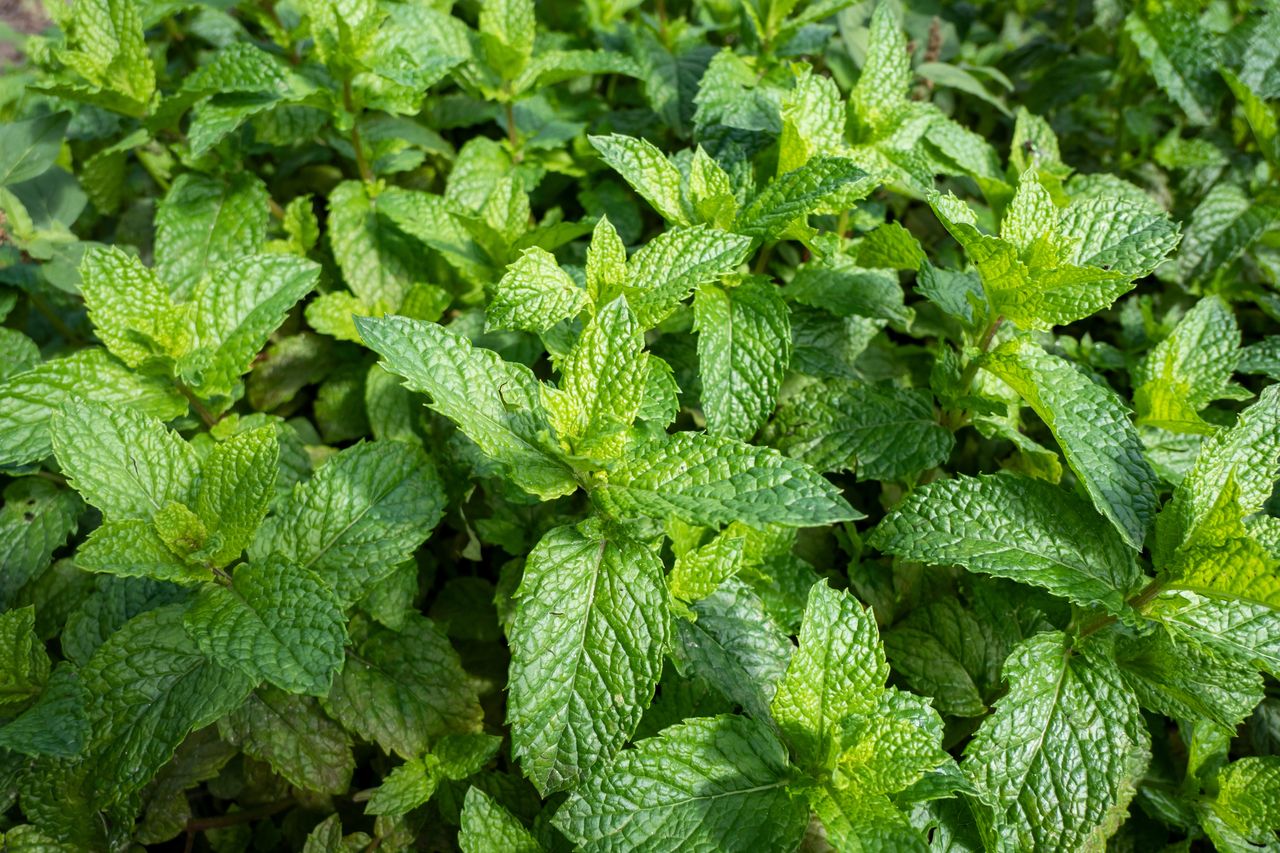 You can even grow this herb on a balcony.