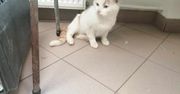 Kociak prawie zamarzł. O dzielnym puszku z ulicy Chopina!