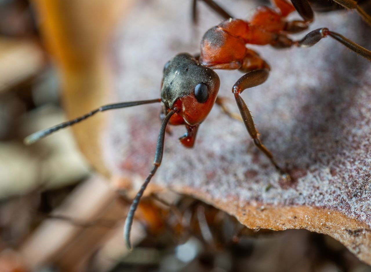 Pierwszy raz w historii możesz zobaczyć, jak mrówka wstrzykuje jad