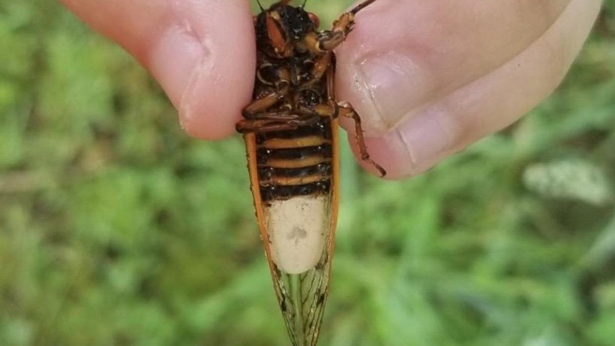 Cykady są jak zombie.