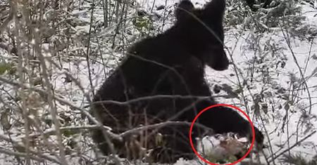Wszystko nagrała kamera. "Jak tu ich nie kochać?"
