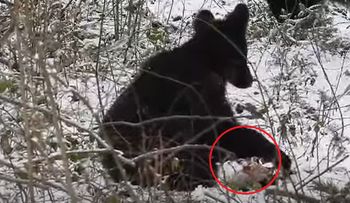 Wszystko nagrała kamera. "Jak tu ich nie kochać?"