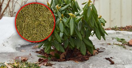 Podsyp tym rododendrony. Wiosną będą uginać się od kwiatów
