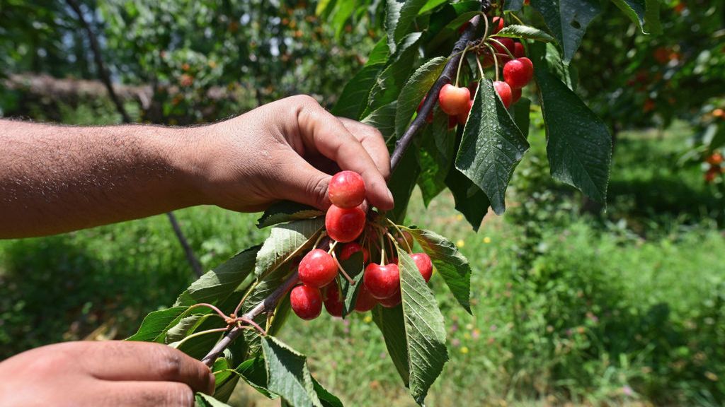 Dlaczego nie powinno się łączyć czereśni z wodą?