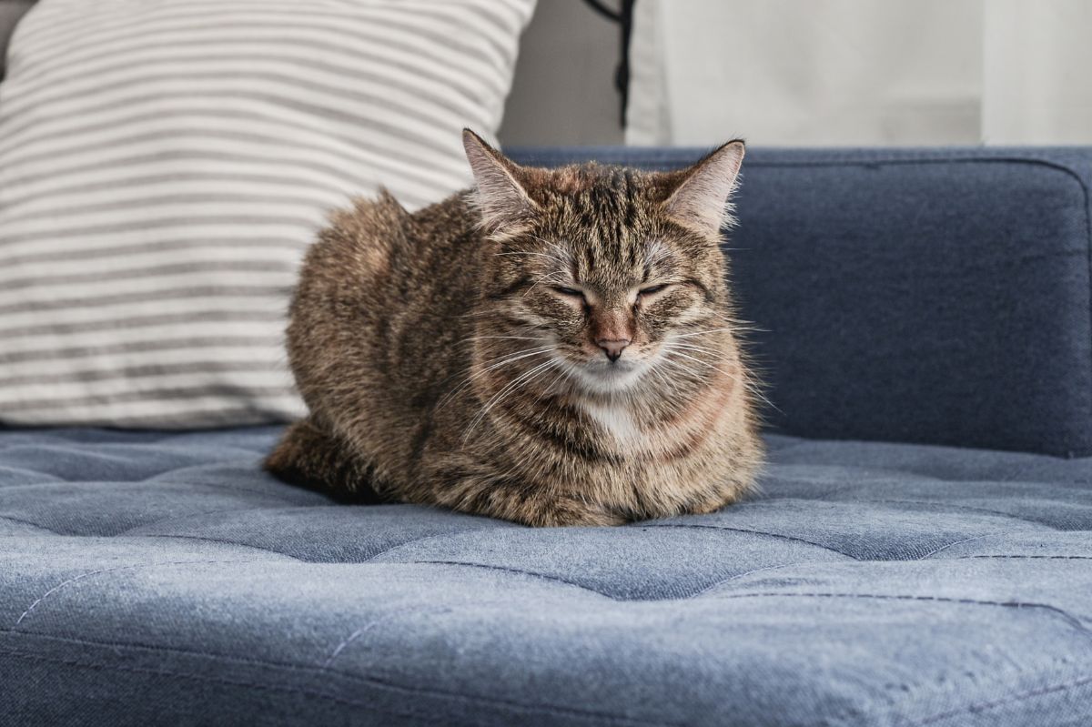 The mysterious 'bread' position cats often assume explained