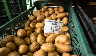 Załamanie na rynku ziemniaków. Drastyczna korekta ceny