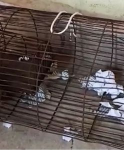 Aresztowali szczura. Wpadł w pijacki szał