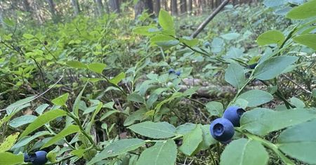 Oszustwo podczas zakupu jagód i śmietany. Kobieta poniosła duże straty