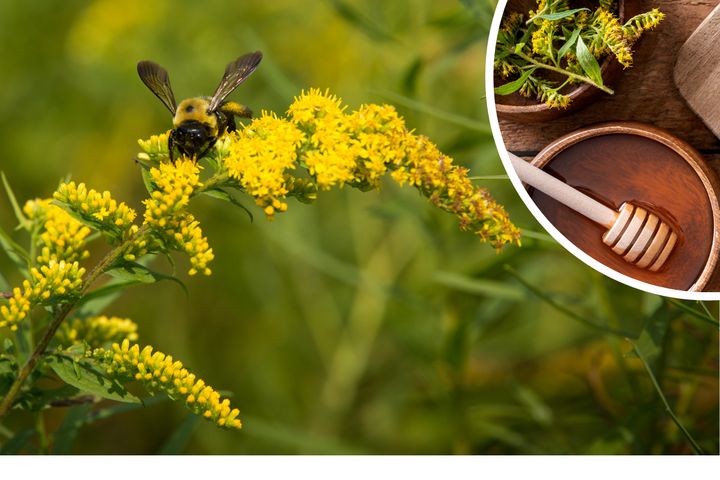 Lecznicza roślina śmiertelnym zagrożeniem dla pszczół. Pszczelarze ostrzegają przed nawłocią