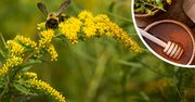 Lecznicza roślina śmiertelnym zagrożeniem dla pszczół. Pszczelarze ostrzegają przed nawłocią