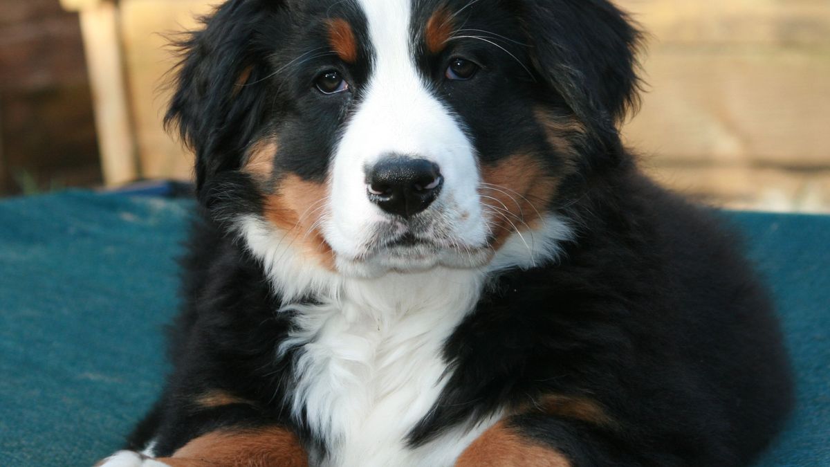 Skradziony szczeniak jest wart niemal 4 tysiące złotych