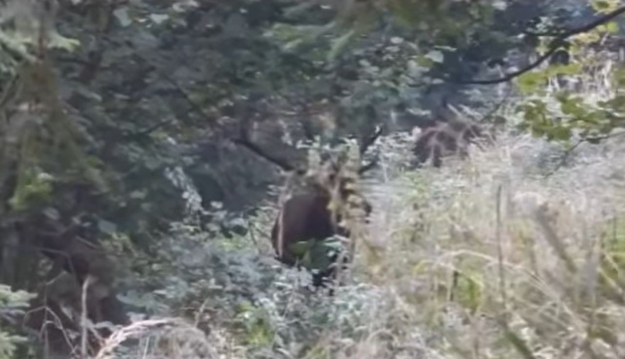 Leśnik stał i nagrywał. Nagle aż szepnął. "Jezu"