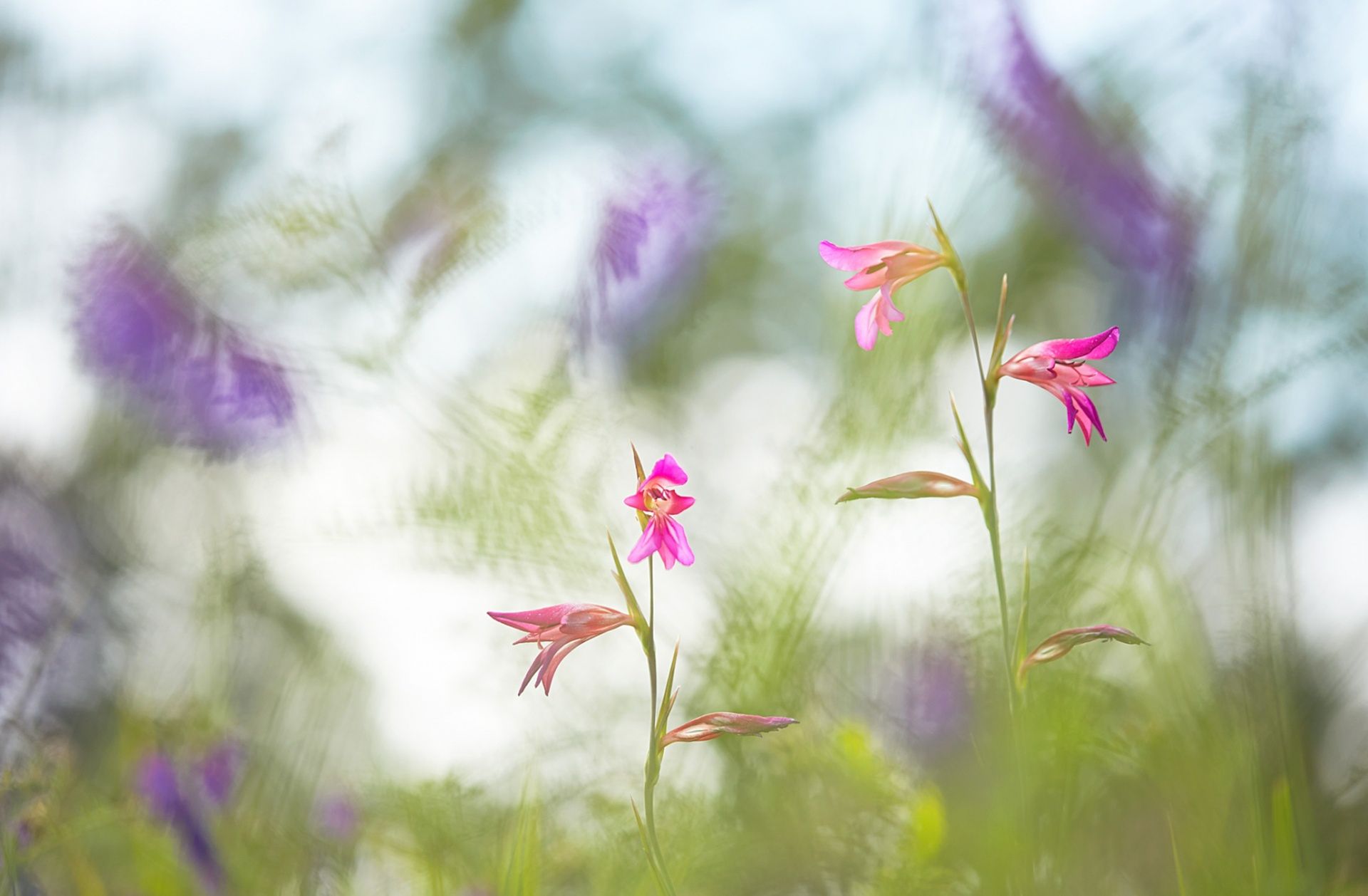 Zachwycająca natura Ziemi na zdjęciach z konkursu Nature Photographer of the Year 2015 1