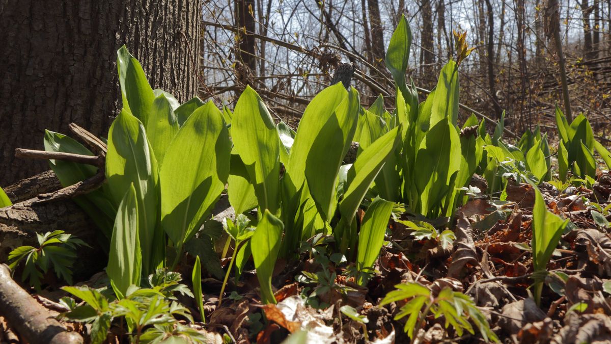 Czosnek niedźwiedzi