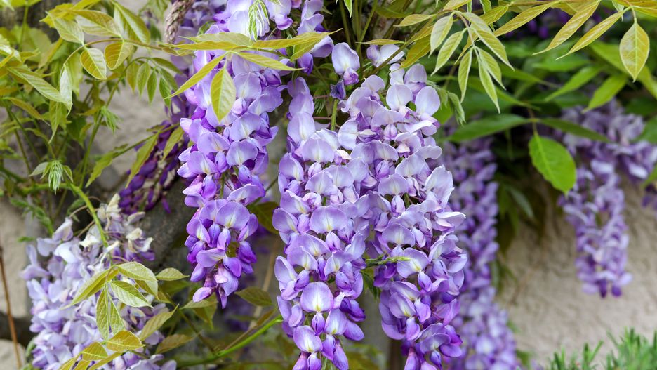 Blossoming violet wisteria flowers with young spring green leaves on the house wall, close-up.
wisteria, glicinia, flower, spring, violet, purple, japanese, japan, tree, closeup, seasonal, blossom, blooming, bloom, asia, beautiful, hang, lilac, nature, plant, leaf, decorative, wall, summer, outdoor, house, grow, europe, floral, building, background, branch, grow, liana, petal, garden, foliage, climber, bush, wisteria, glicinia, flower, spring, violet, purple, japanese, japan, tree, closeup, seasonal, blossom, blooming, bloom, asia, beautiful, hang, lilac, nature, plant, leaf, decorative, wall, summer, outdoor, house, grow, europe, floral, building, background, branch, liana, petal, garden, foliage, climber, bush