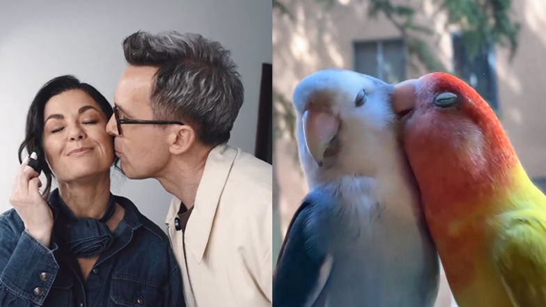  Papużki nierozłączki, które wyglądają jak "Kurzopki"