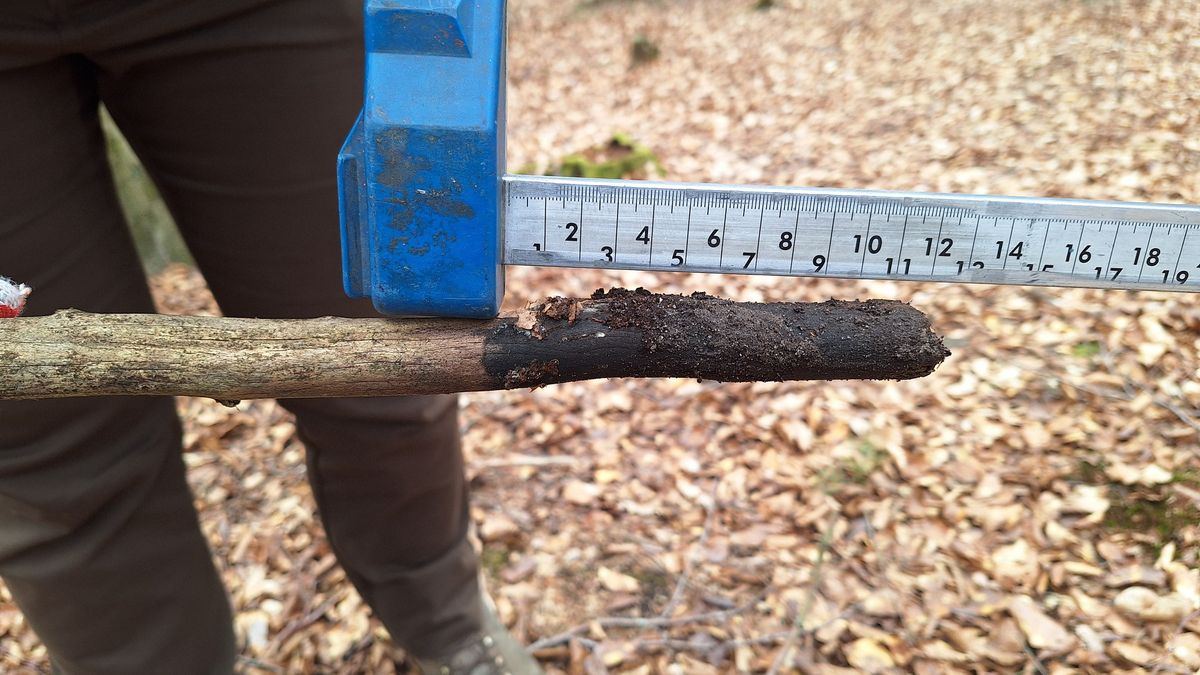 Gałąź wbiła się w ziemię przed leśnikiem