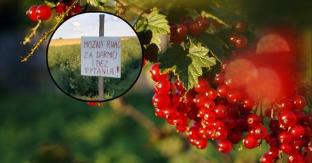 Plantatora nie stać na zbiór. Rozdaje więc porzeczki za darmo