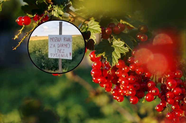 Plantatora nie stać na zbiór. Rozdaje więc porzeczki za darmo