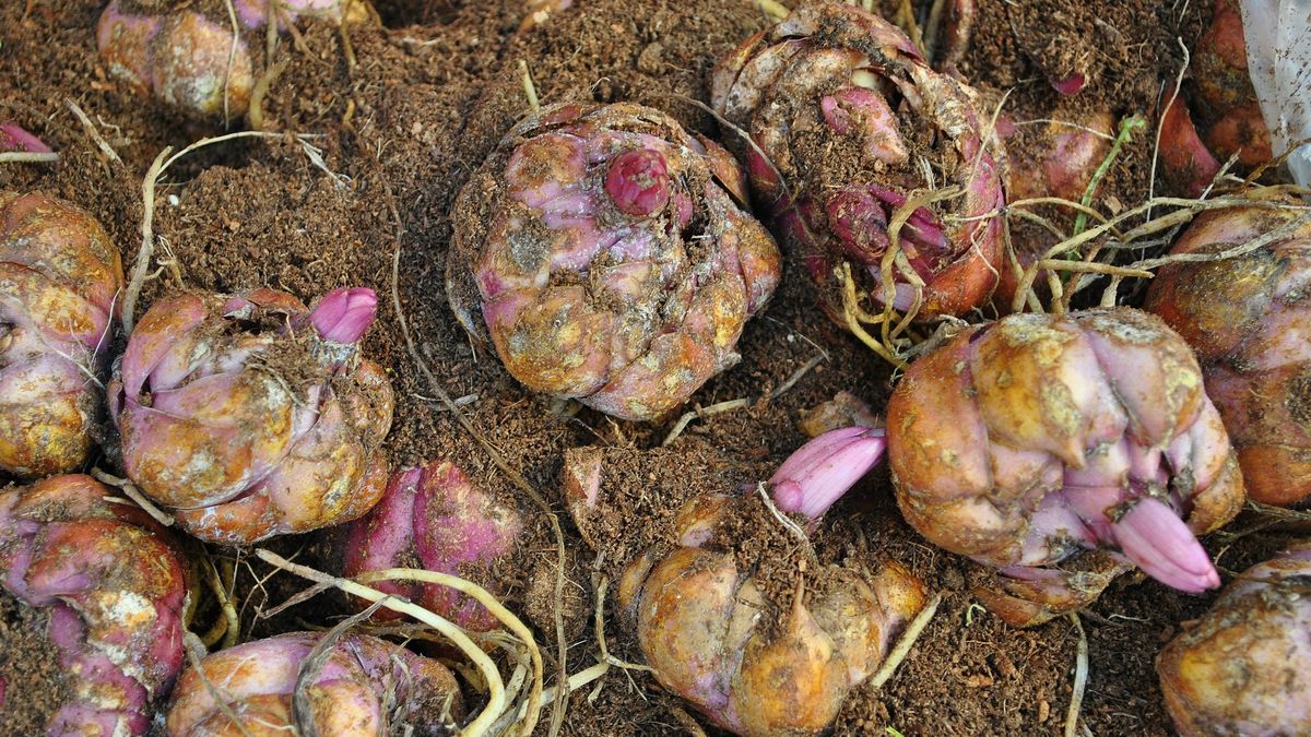 Tulbagia fioletowa odstrasza szkodniki