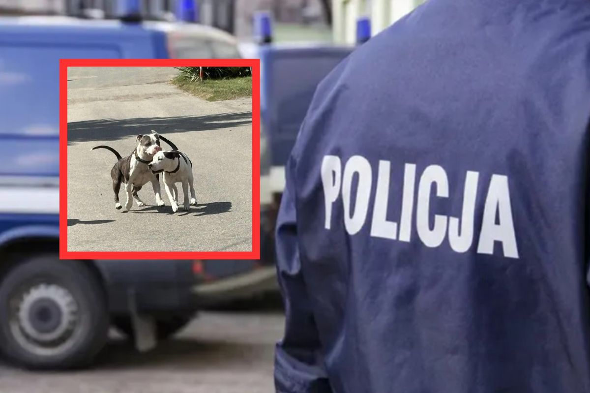 Strach na Śląsku. Rozjuszone psy zaatakowały. "Wpadły w szał"