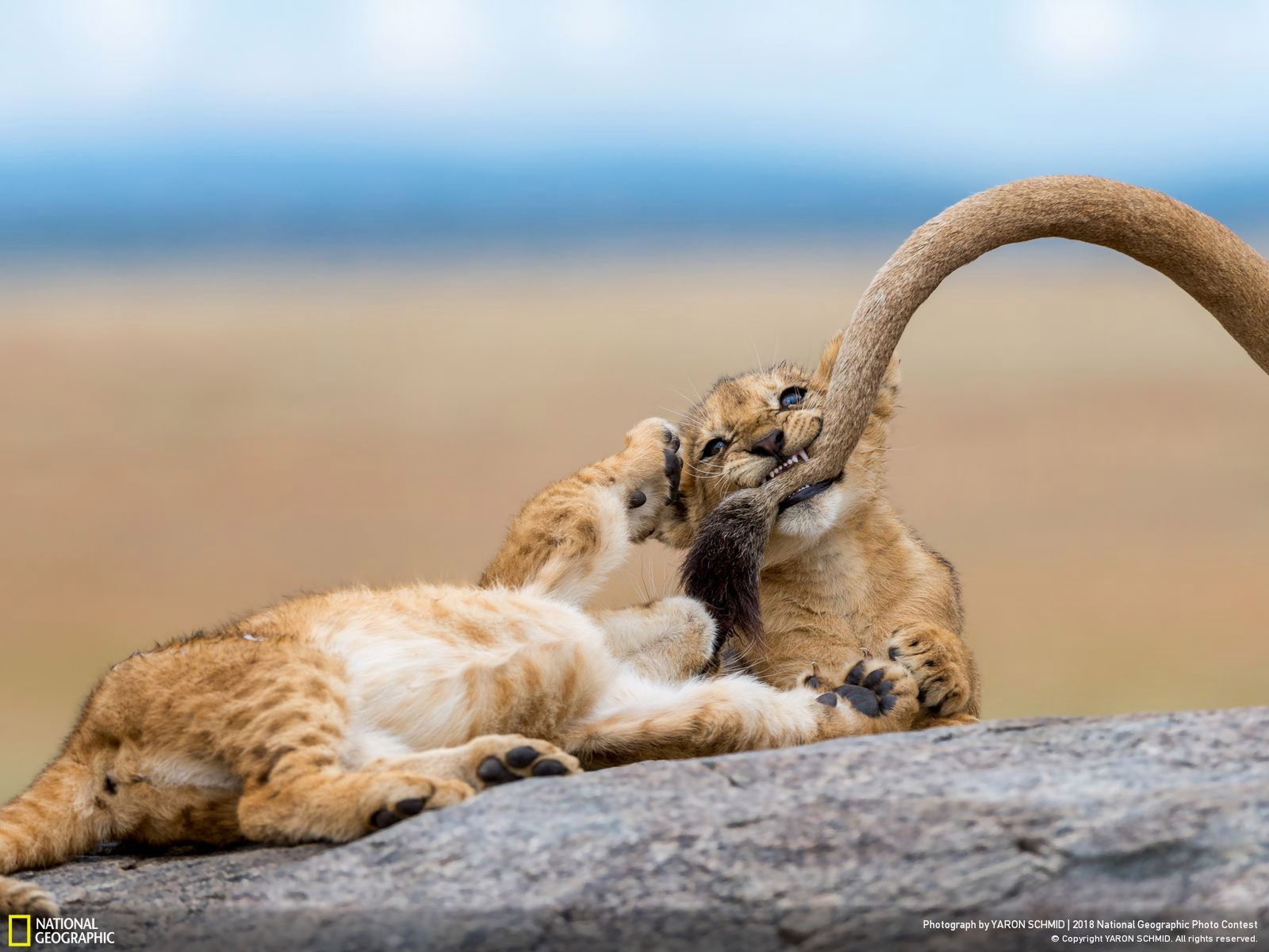 Cmentarzysko samochodów zwycięskim zdjęciem w Nat Geo Photo Contest 2018 8