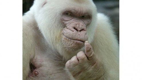 Nawet goryle wiedzą, że gry wideo to zło! 1