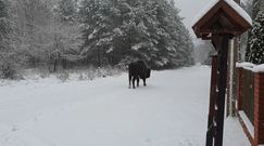 Niezwykły gość w leśniczówce Hajnówki. Leśniczy zdołał uchwycić go na zdjęciu