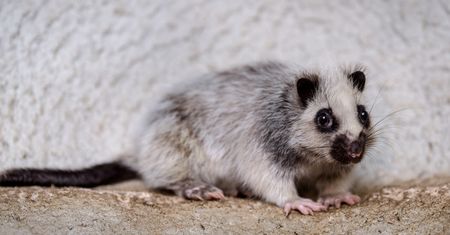Urodziła się w łódzkim zoo. Można ją już odwiedzać. "Mała i słodka"