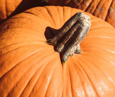 Poznań. Monstrualna dynia zamieni się w zupę dla potrzebujących