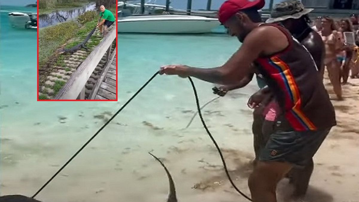 Nick Kyrgios i Artur Szpilka szarpią się z dzikimi zwierzętami