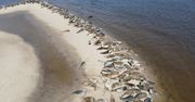 Niezwykłe zdjęcie z polskiej plaży. Po prostu leżały w słońcu