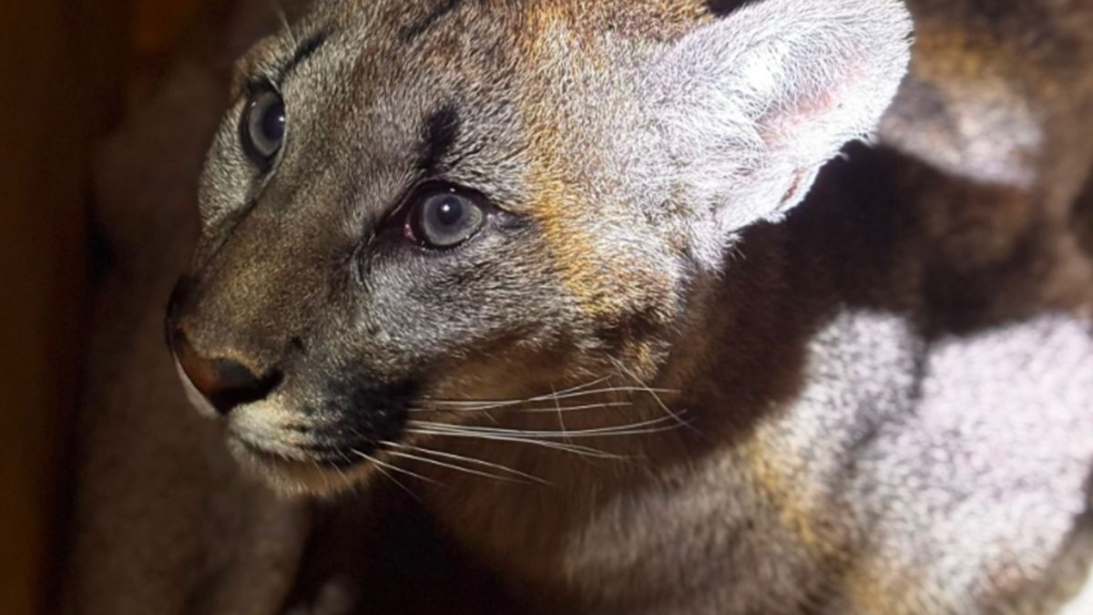Puma przebywa w miejscu tymczasowym.