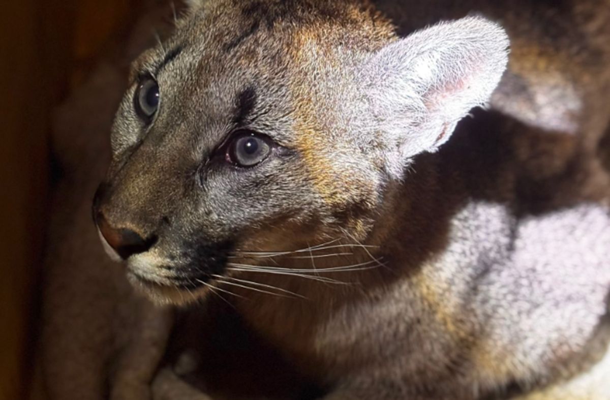 Puma została schwytana. Znamy kulisy akcji