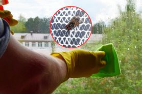 Jak skutecznie chronić się przed komarami? Naturalne sposoby i domowe triki 